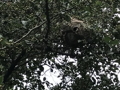 Dolichovespula maculata