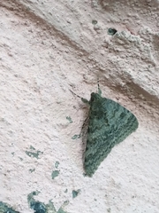 Catocala elocata