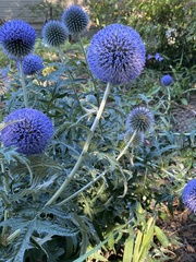 Echinops ritro