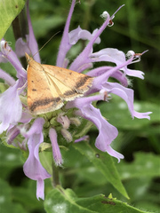 Pyrausta bicoloralis
