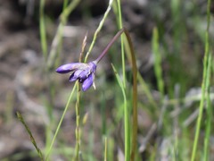 Dipterostemon capitatus