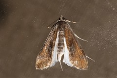 Parapoynx maculalis