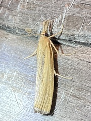 Agriphila straminella