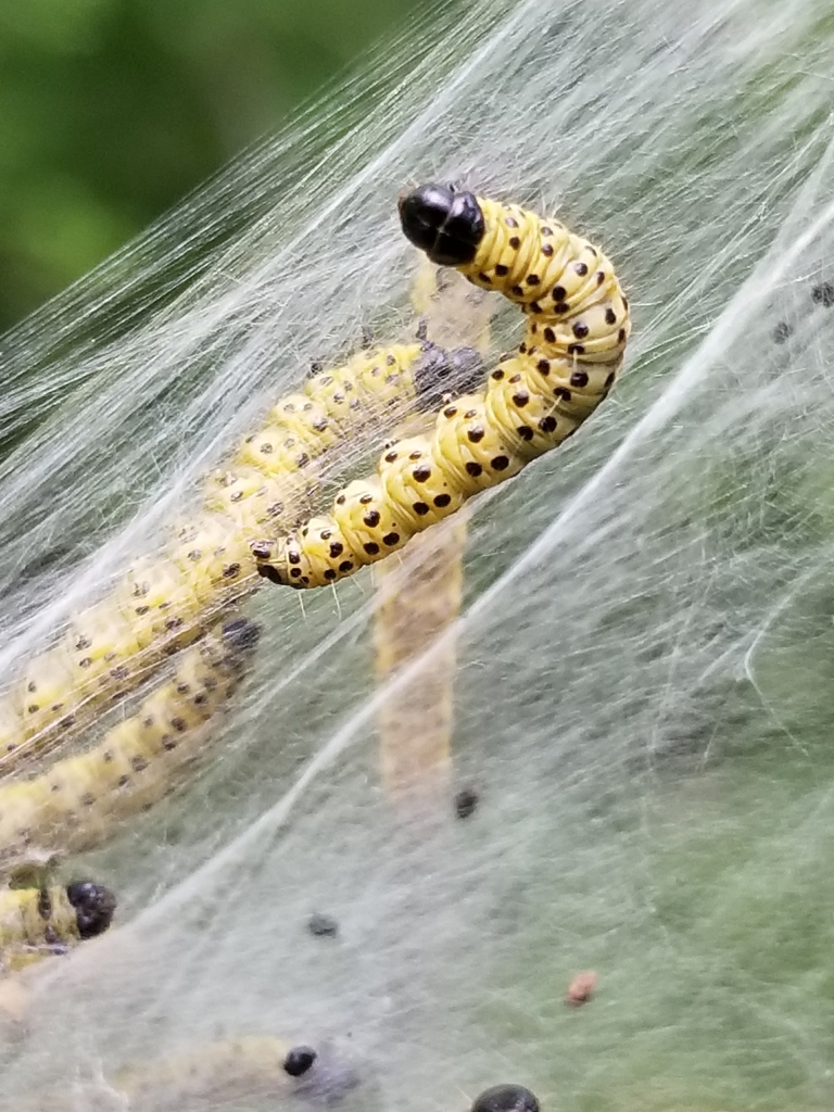 Ugly-nest Caterpillar Moth