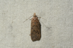 Dichomeris ventrellus