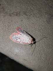 Miltochrista miniata