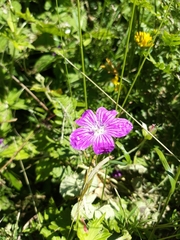 Geranium palustre