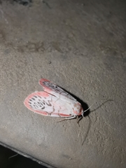 Miltochrista miniata