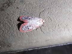 Miltochrista miniata