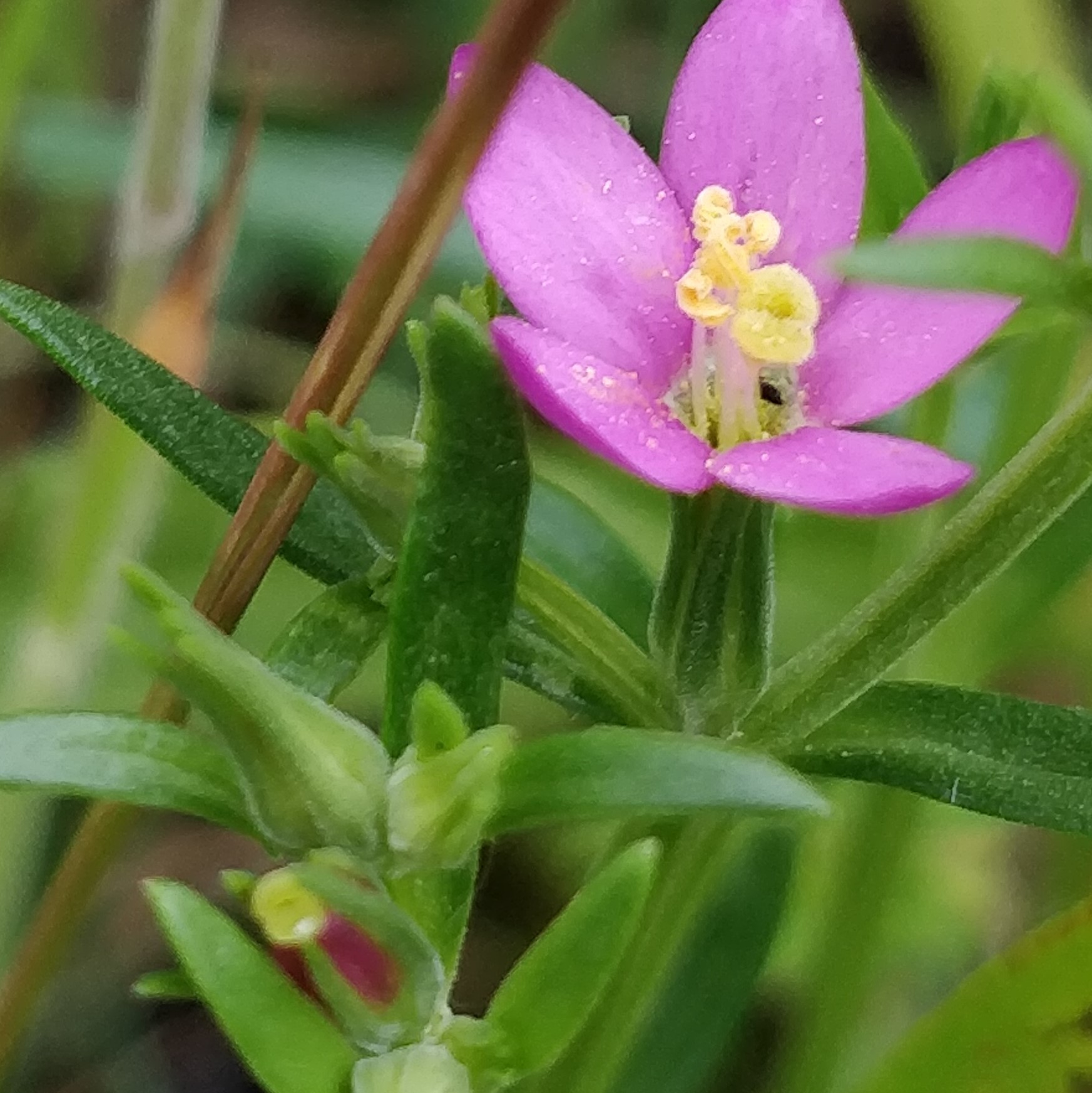 Centaurium littorale