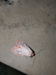 Miltochrista miniata