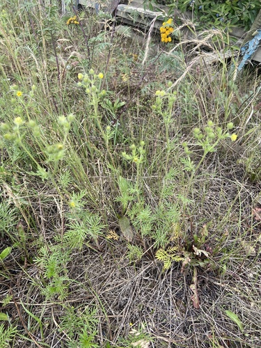 Potentilla multifida, photograph 6