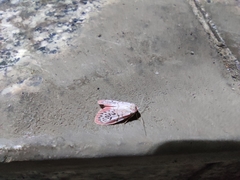 Miltochrista miniata