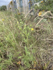 Potentilla multifida