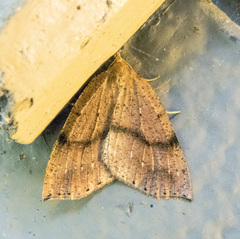 Thallophaga hyperborea