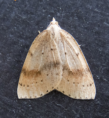 Thallophaga hyperborea