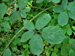 Rubus newbouldii
