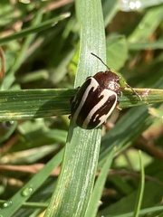 Calligrapha bidenticola