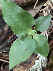 Cheirostylis octodactyla