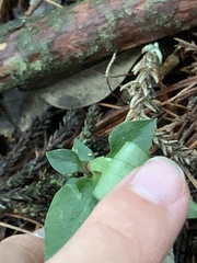 Cheirostylis octodactyla