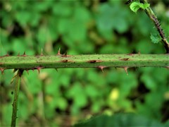 Rubus newbouldii