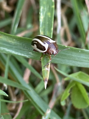 Calligrapha bidenticola