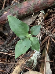 Cheirostylis octodactyla