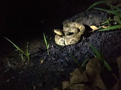 Bothrops moojeni