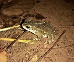 Rhinella mirandaribeiroi