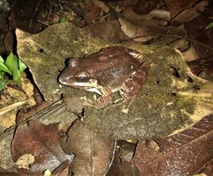 Leptodactylus mystaceus