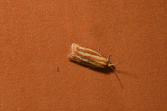 Sparganothis tristriata