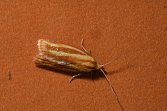 Sparganothis tristriata