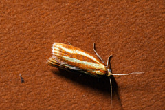 Sparganothis tristriata