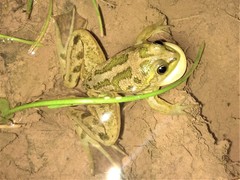 Pseudis bolbodactyla