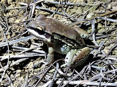 Leptodactylus mystacinus