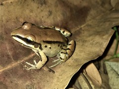 Leptodactylus mystacinus
