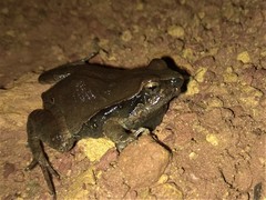 Physalaemus centralis