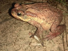 Rhinella rubescens
