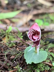 Corybas taliensis