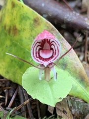 Corybas taliensis