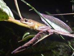 Scinax fuscomarginatus