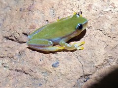 Dendropsophus rubicundulus