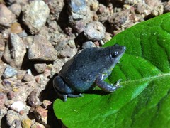 Elachistocleis cesarii