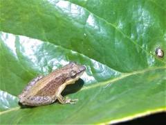 Scinax fuscomarginatus