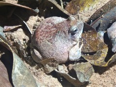 Physalaemus nattereri