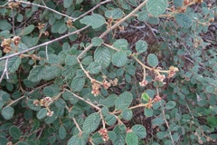 Pomaderris eriocephala