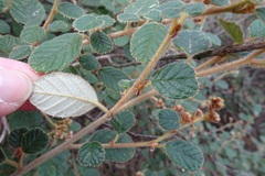 Pomaderris eriocephala