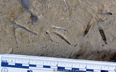 Charadrius vociferus