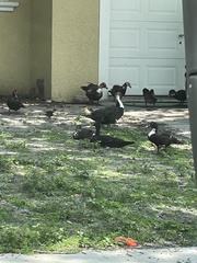 Cairina moschata domestica