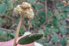 Pomaderris eriocephala